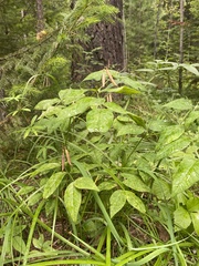 Vicia venosa baicalensis