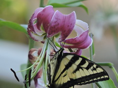 Papilio rutulus