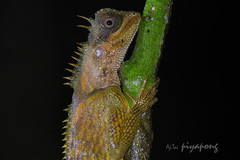 Acanthosaura meridiona