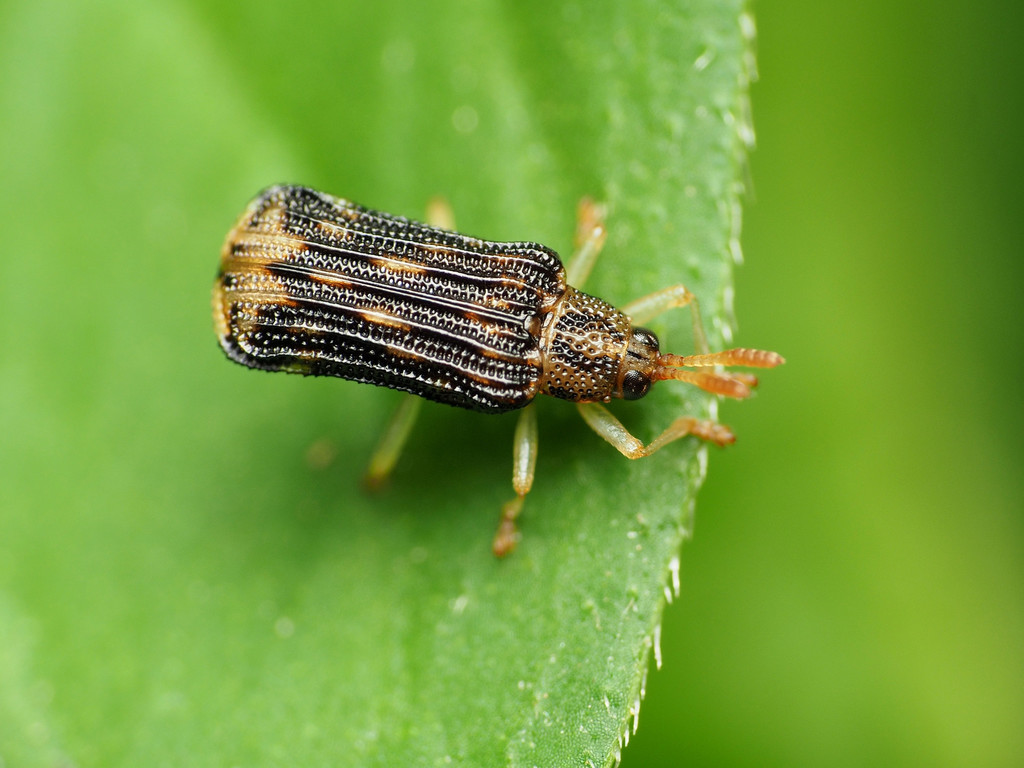 Sumitrosis rosea