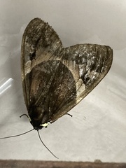 Dysschema magdala