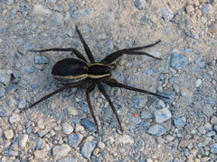 Dolomedes fimbriatus