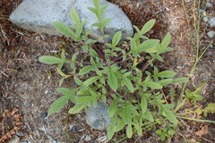Phacelia leptosepala