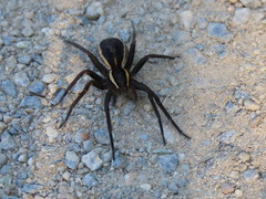 Dolomedes fimbriatus