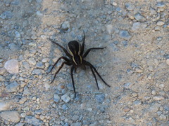 Dolomedes fimbriatus
