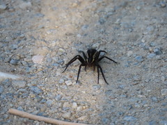 Dolomedes fimbriatus
