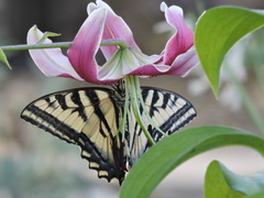 Papilio rutulus