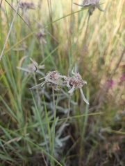 Leontopodium leontopodioides