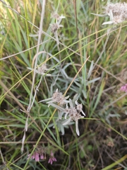 Leontopodium leontopodioides