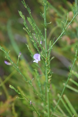 Psoralea triflora