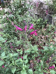 Salvia lemmonii