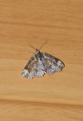 Tamba conscripta