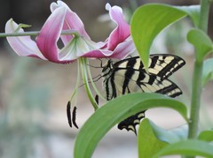 Papilio rutulus