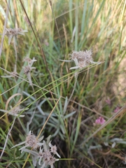 Leontopodium leontopodioides