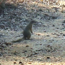 Paraxerus cepapi cepapi