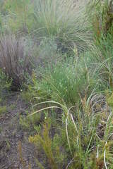 Psoralea triflora