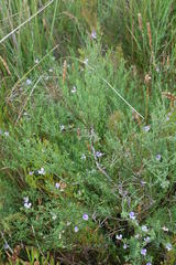 Psoralea triflora