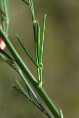 Psoralea triflora
