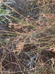 Juncus inflexus
