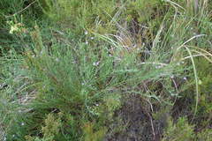 Psoralea triflora
