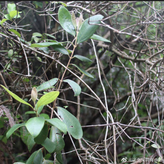 Rhodomyrtus tomentosa