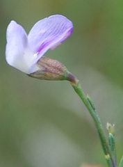 Psoralea triflora