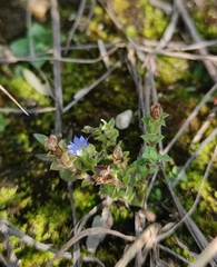 Gentiana squarrosa