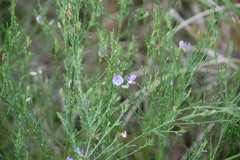 Psoralea triflora