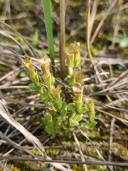 Gentiana squarrosa