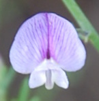 Psoralea triflora