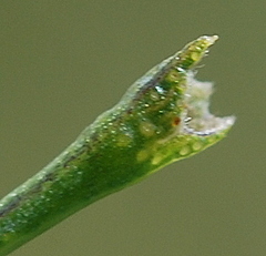 Psoralea triflora