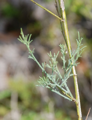Psoralea triflora