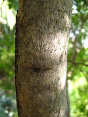 Heteropyxis natalensis