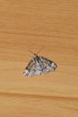 Tamba conscripta