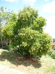 Heteropyxis natalensis