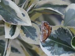 Phyciodes mylitta