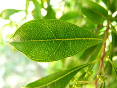 Heteropyxis natalensis