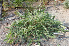 Phacelia leptosepala