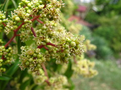 Heteropyxis natalensis