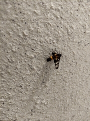 Amata sperbius