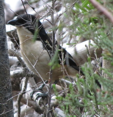 Laniarius ferrugineus ferrugineus