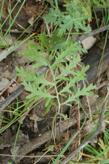 Artemisia latifolia