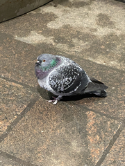 Columba livia