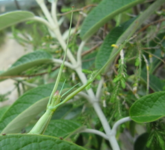 Macynia labiata