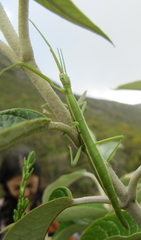 Macynia labiata
