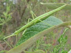 Macynia labiata