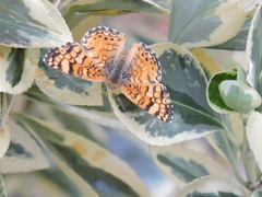Phyciodes mylitta