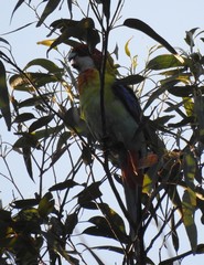 Platycercus eximius x adscitus