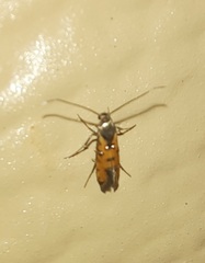 Neoheliodines hodgesi