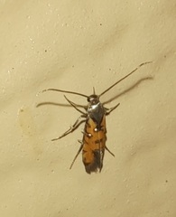 Neoheliodines hodgesi